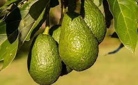 Opportunities and challenges of exporting East African avocados to Europe