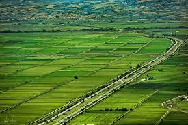 The importance of product diversity in the European rice sector