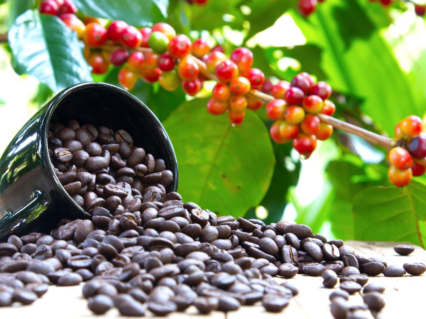 Central American coffee companies ready for the European market